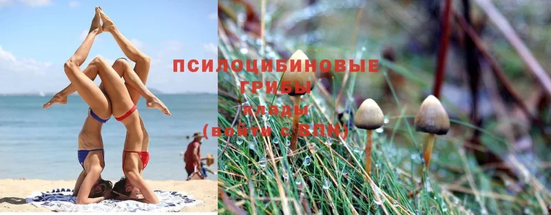 купить наркоту  Прокопьевск  shop формула  Псилоцибиновые грибы Magic Shrooms 